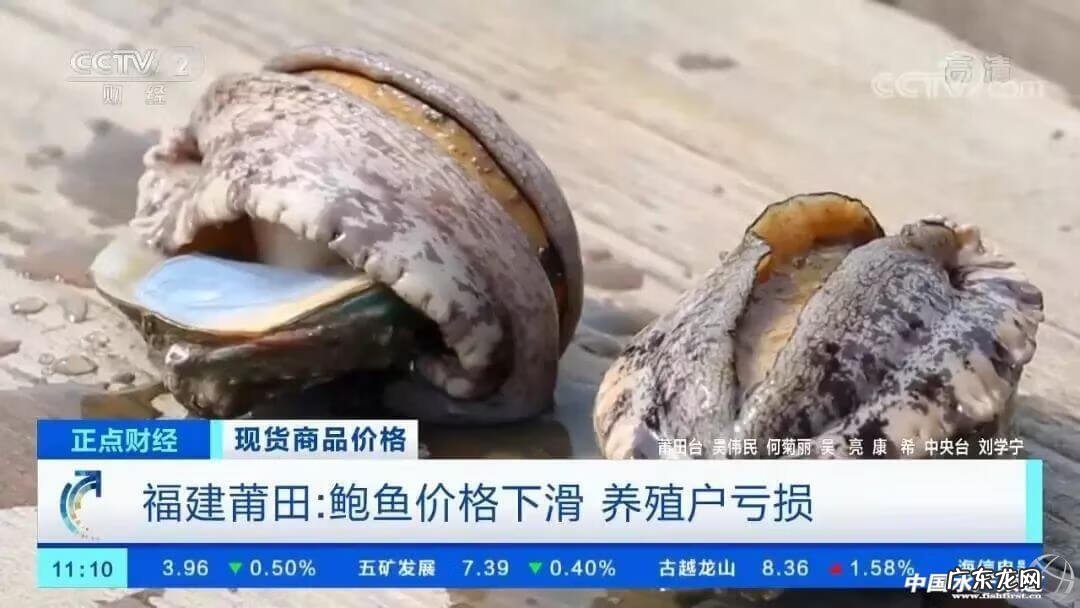 10个鲍鱼多少钱 鲍鱼多少钱一斤算正常