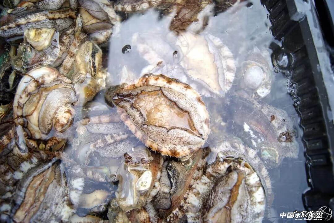 10个鲍鱼多少钱 鲍鱼多少钱一斤算正常