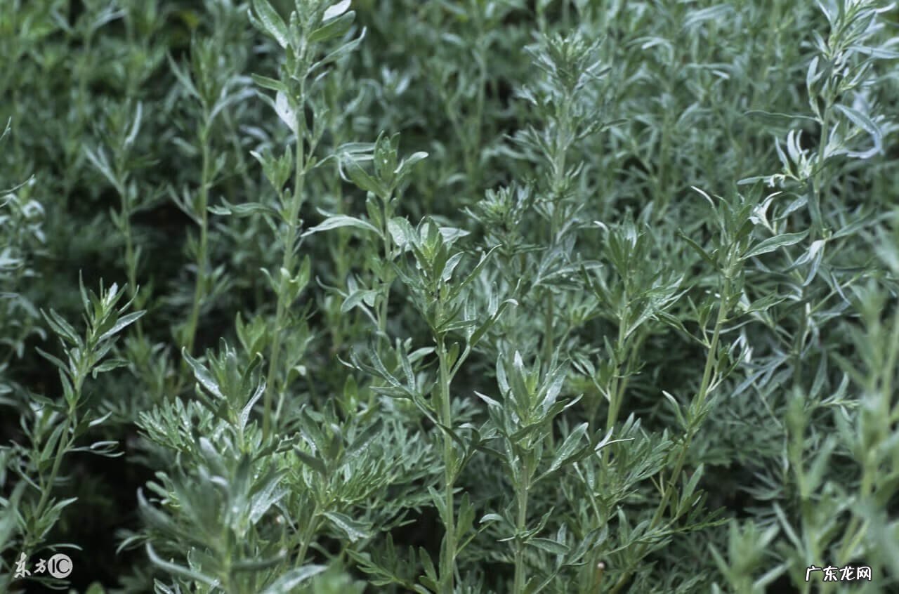 艾草对皮肤痒的作用与功效 艾草的功效和作用和禁忌