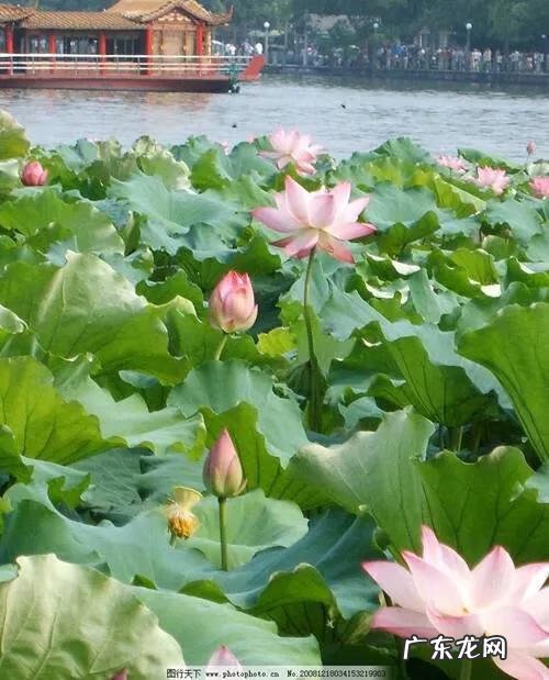 木星光环 土星光环叫什么名字