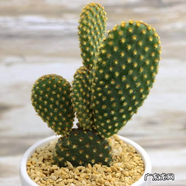 进门摆什么绿植风水好 门口放绿植风水好不好