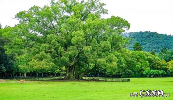 加味二陈汤的功效与作用，二陈汤配方标准用量