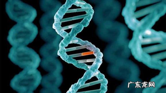 dna相似度50%,dna相似度多少才是亲人