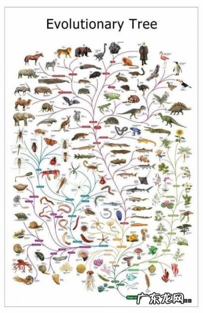 dna相似度50%,dna相似度多少才是亲人