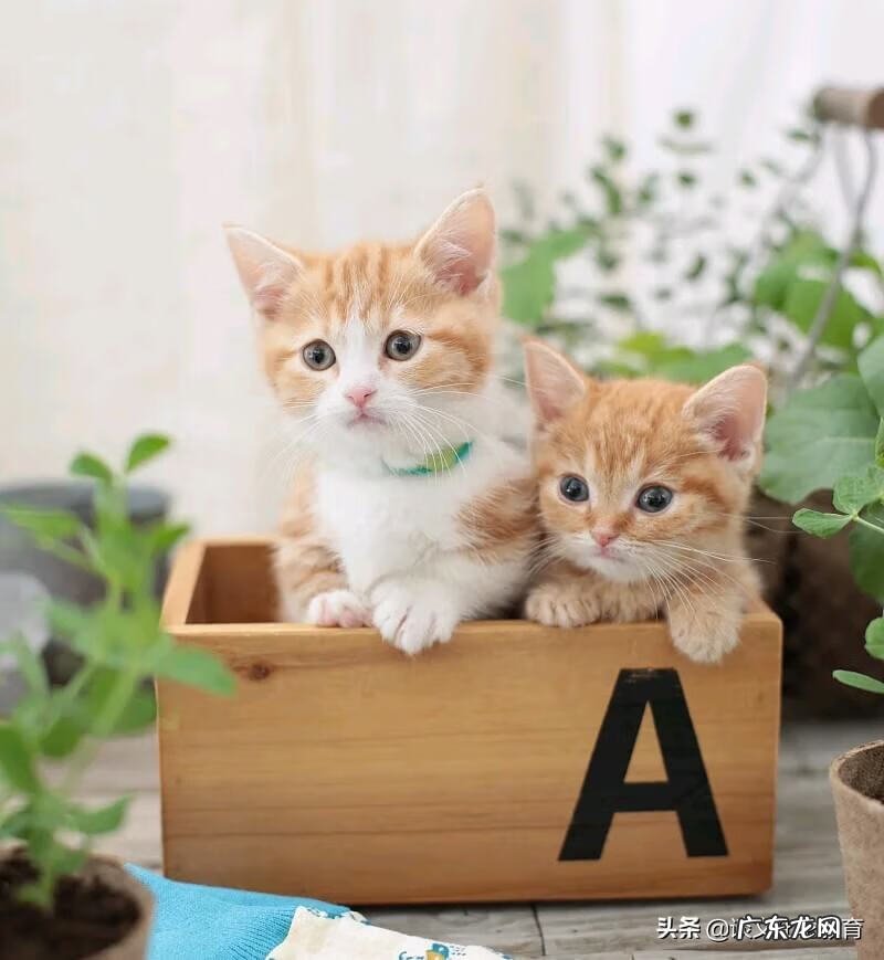 曾国藩风水 曾国藩风水格局大