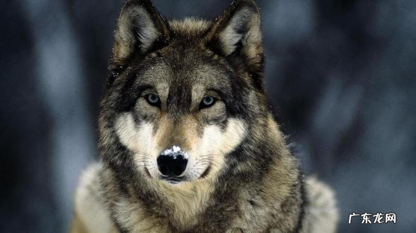 大高加索犬多少钱一只,世界最大的犬科动物高加索犬