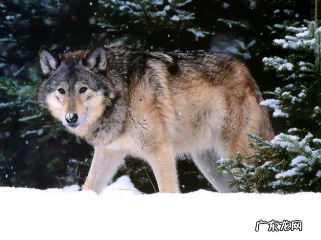 大高加索犬多少钱一只,世界最大的犬科动物高加索犬