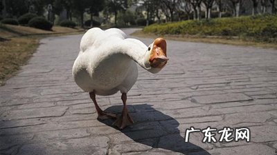 老人散步时被两只大白鹅攻击致残老人是哪里人 老人散步时被两只大白鹅攻击致残?