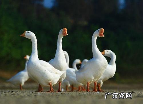 老人散步时被两只大白鹅攻击致残老人是哪里人 老人散步时被两只大白鹅攻击致残?