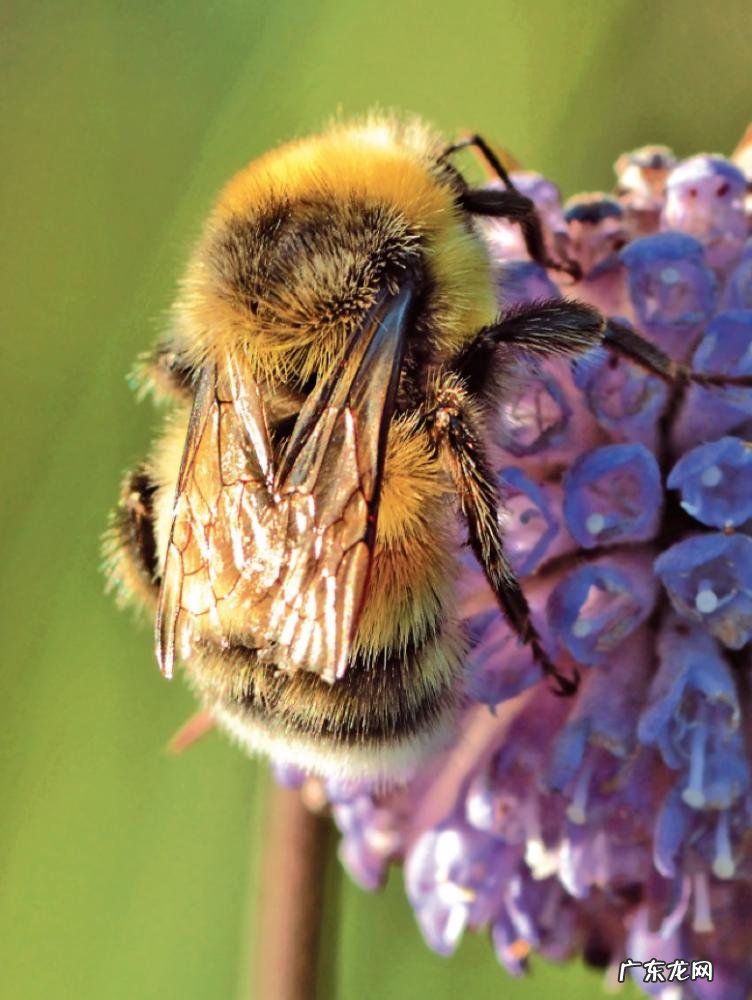 爬是什么结构的字 爬的笔顺是什么怎么写