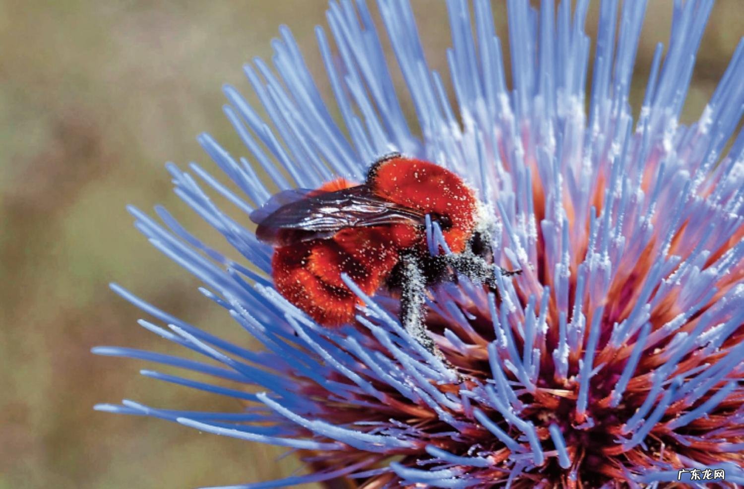 爬是什么结构的字 爬的笔顺是什么怎么写