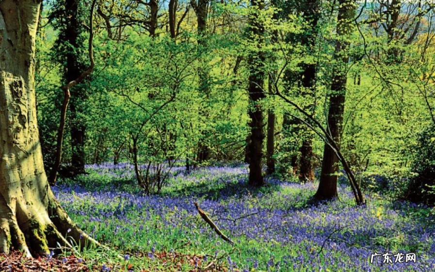 爬是什么结构的字 爬的笔顺是什么怎么写