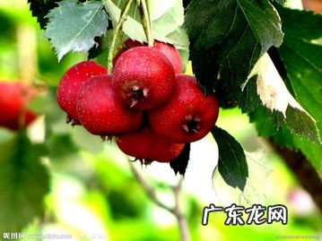 山楂的英文怎么讲 山楂英文怎么读?