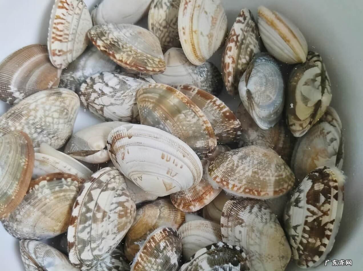 请问花甲怎样洗才能洗干净 花甲怎么洗才干净花甲怎样做