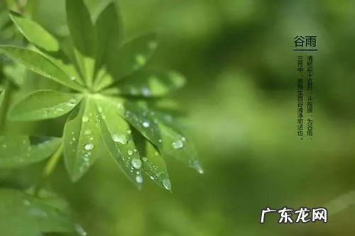 谷雨的风俗是什么 关于谷雨的风俗图片