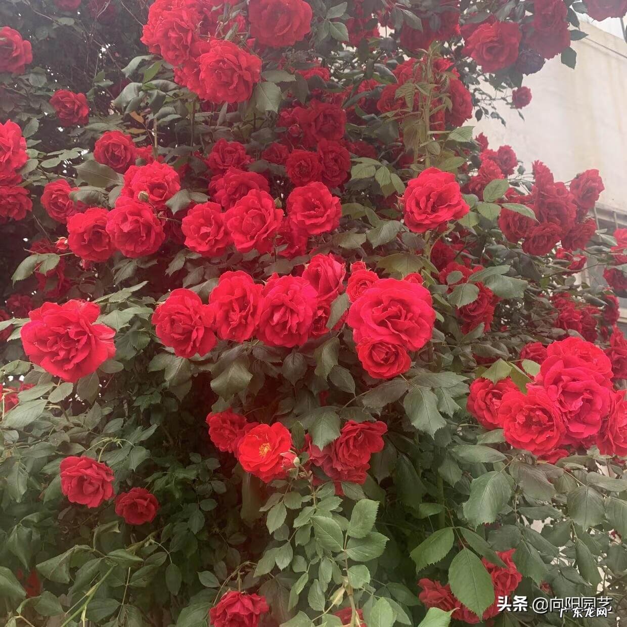 黄芩的功效与作用点 蔷薇花风水