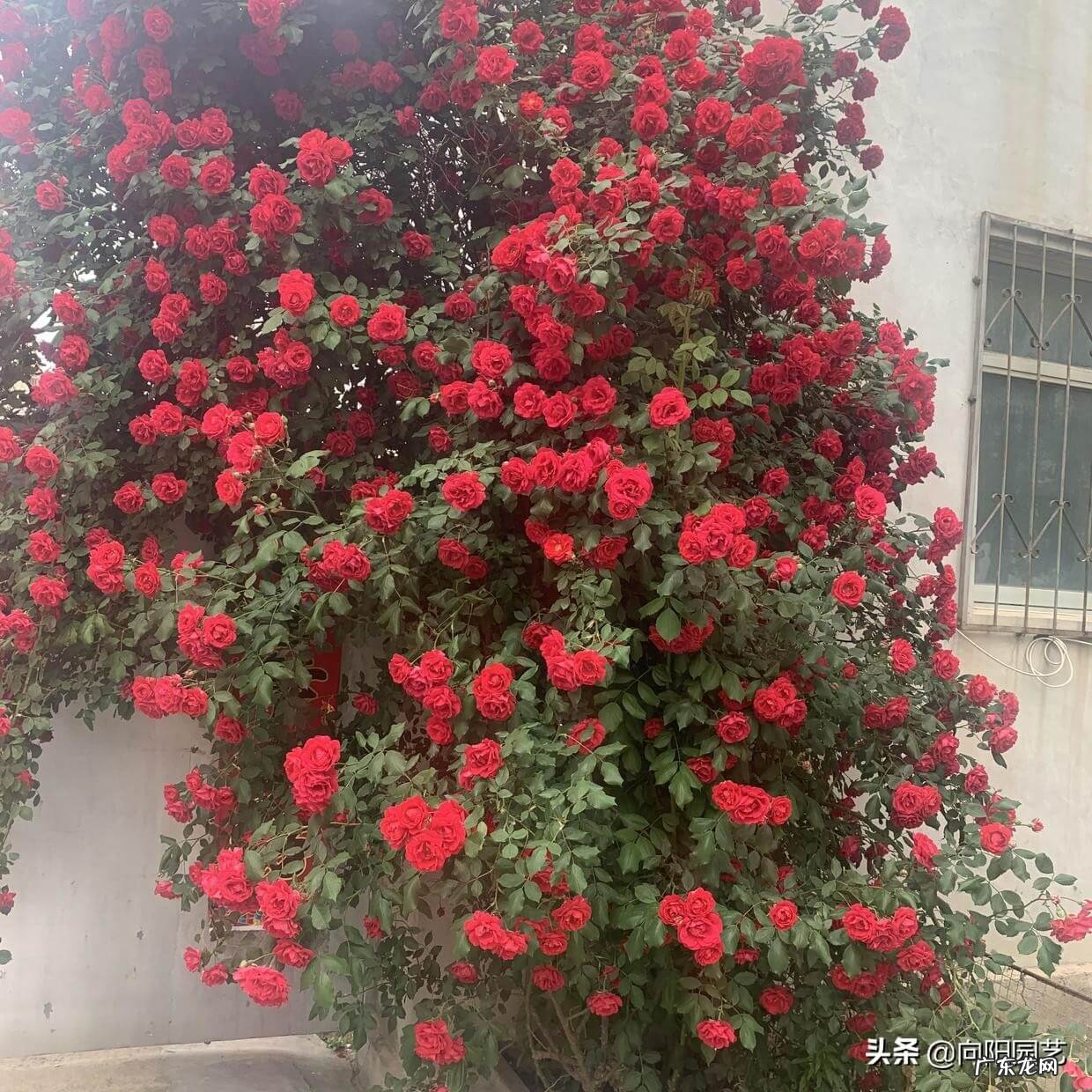 黄芩的功效与作用点 蔷薇花风水