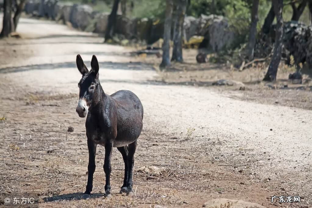 黄埠镇和吉隆镇 黄埠镇风水