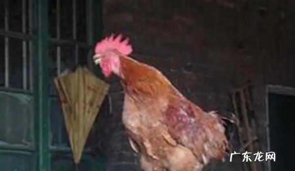 鸡死风水好吗 家里的鸡半夜叫好不好