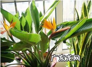 鹤望兰寓意与风水 鹤望兰有什么寓意