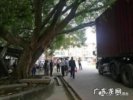 《小鹿撞死在树上》txt 撞上风水树补偿