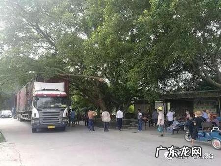 《小鹿撞死在树上》txt 撞上风水树补偿