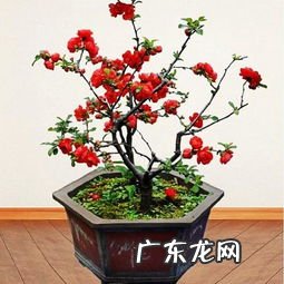 海棠花盆栽怎么养殖 海棠花盆栽的养殖方法和注意事项视频