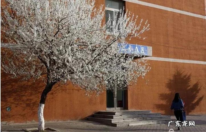 辽宁科技大学专科专业有哪些 辽宁科技大学专科专业