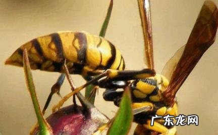 怎么判断蜂针在不在 被黄蜂蜇了怎么判断蜂针在不在