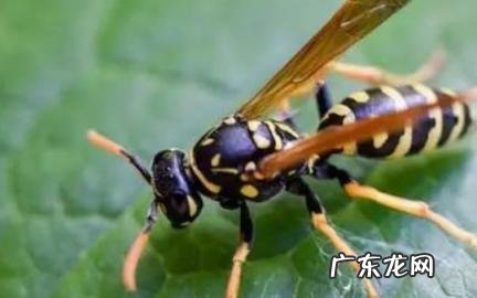 怎么判断蜂针在不在 被黄蜂蜇了怎么判断蜂针在不在