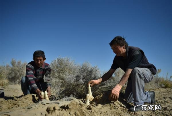 肉松茸有什么功效 肉松茸有什么疗效