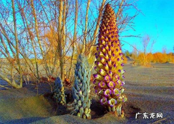 肉松茸有什么功效 肉松茸有什么疗效