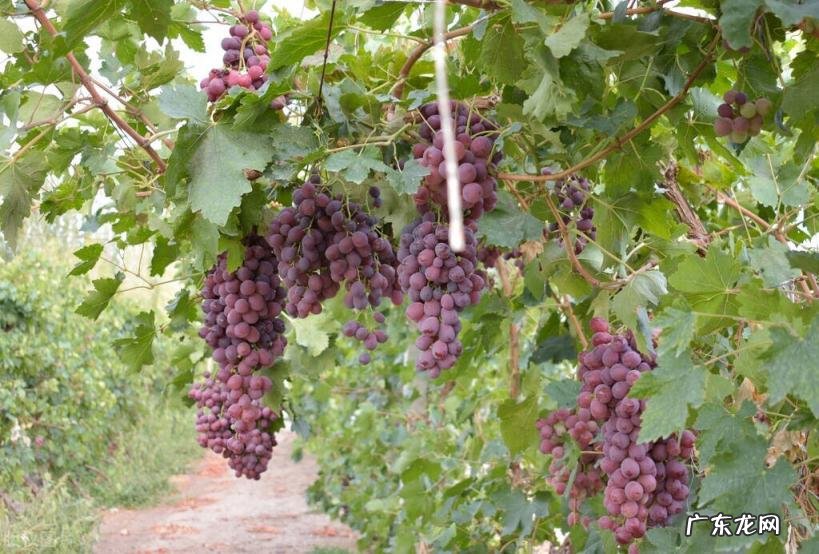巨峰葡萄的产地主要在哪里 巨峰葡萄产地哪里最多
