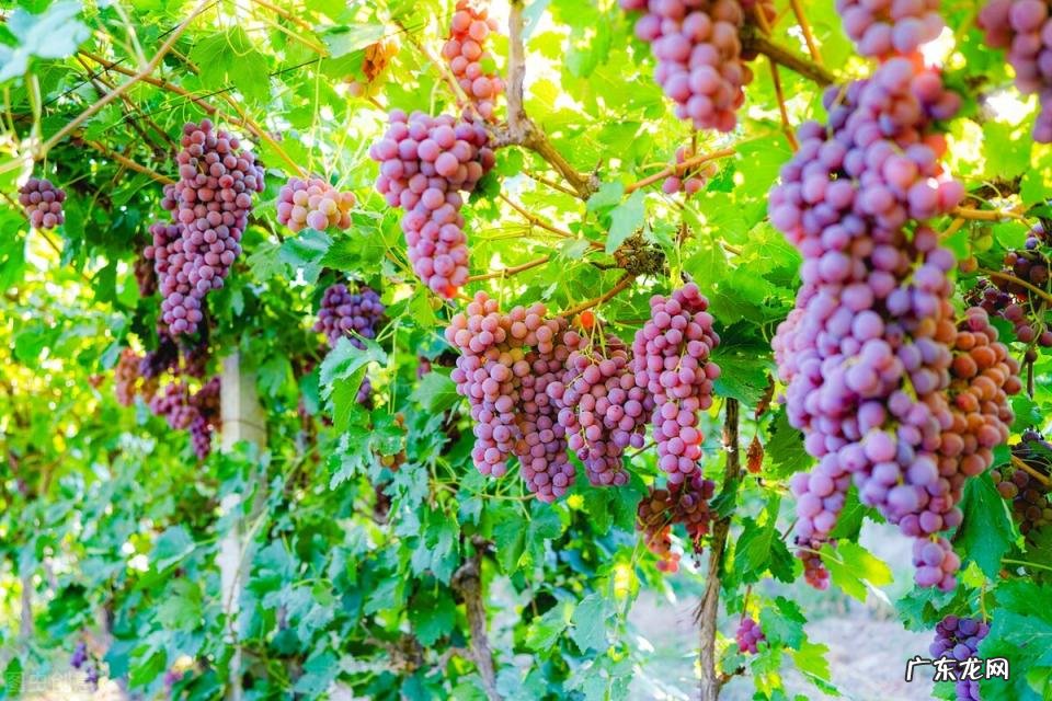 巨峰葡萄的产地主要在哪里 巨峰葡萄产地哪里最多