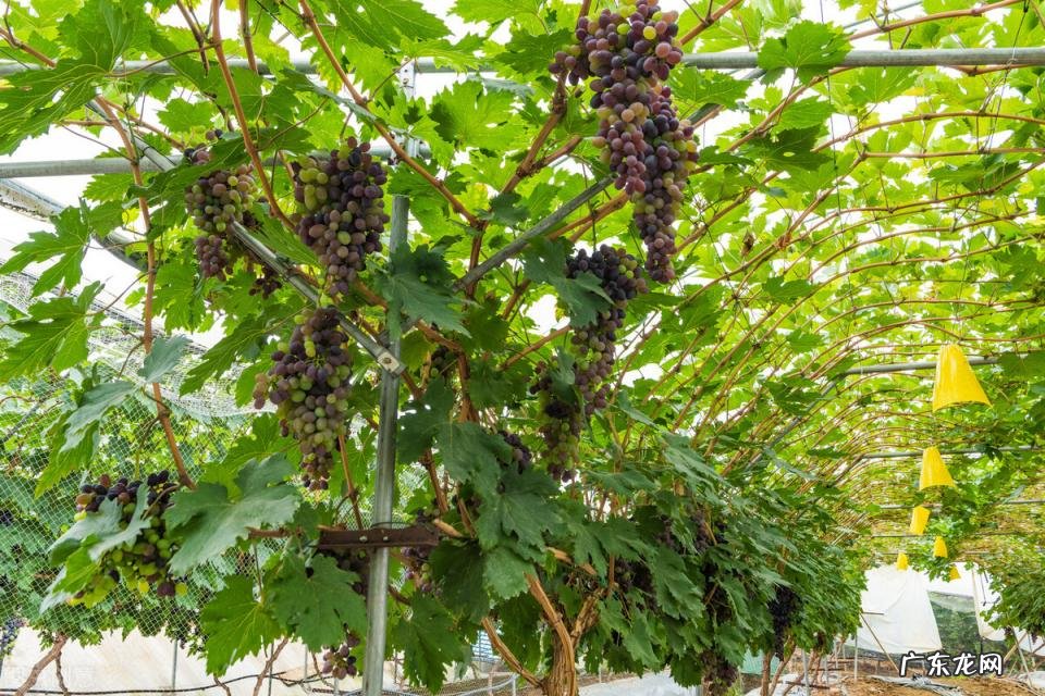 巨峰葡萄的产地主要在哪里 巨峰葡萄产地哪里最多