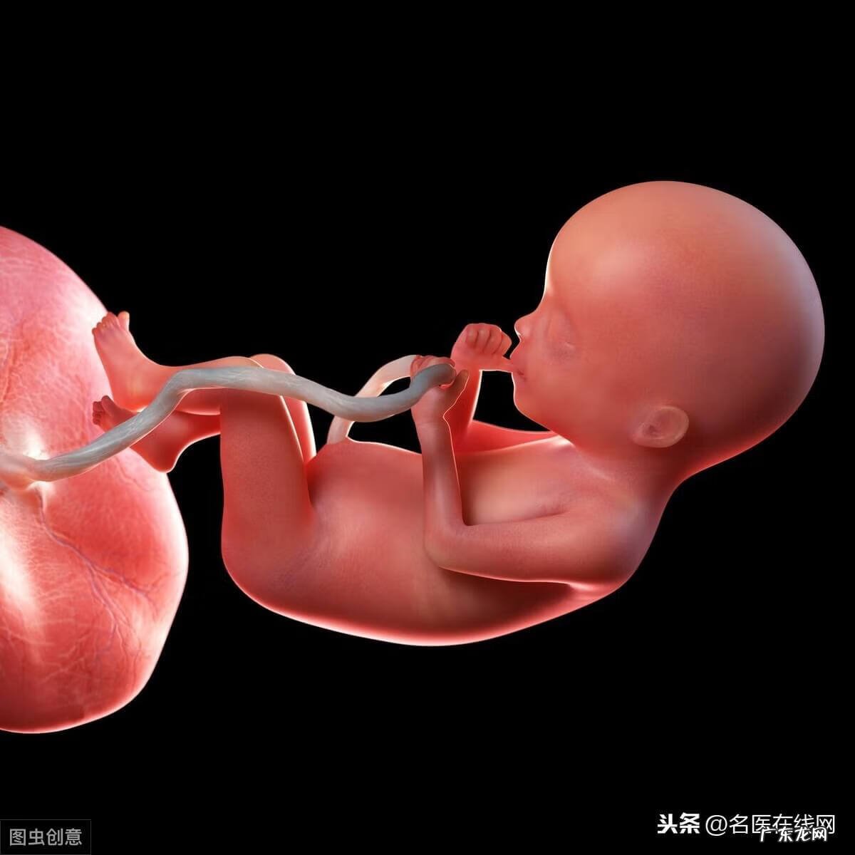 一顿吃一个胎盘可不可以 吃胎盘会感染朊病毒吗