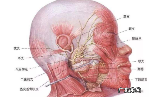 拉皮除皱手术有哪些风险和后遗症?