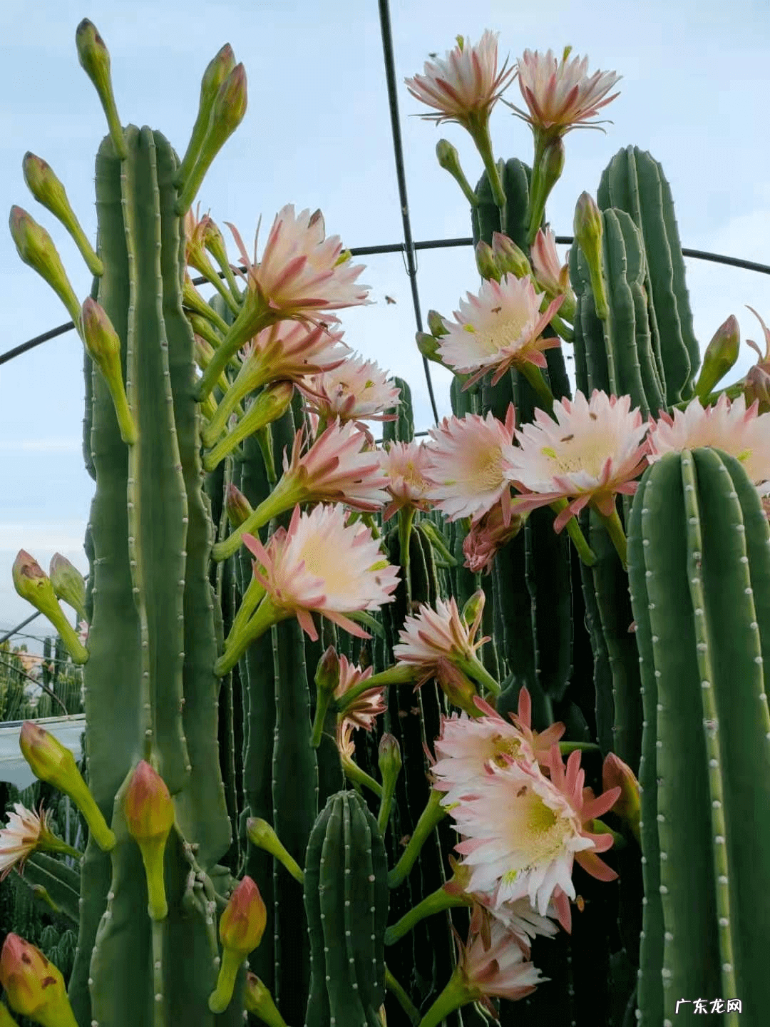 室内养花的风水讲究 适合室内种植的风水花有哪些