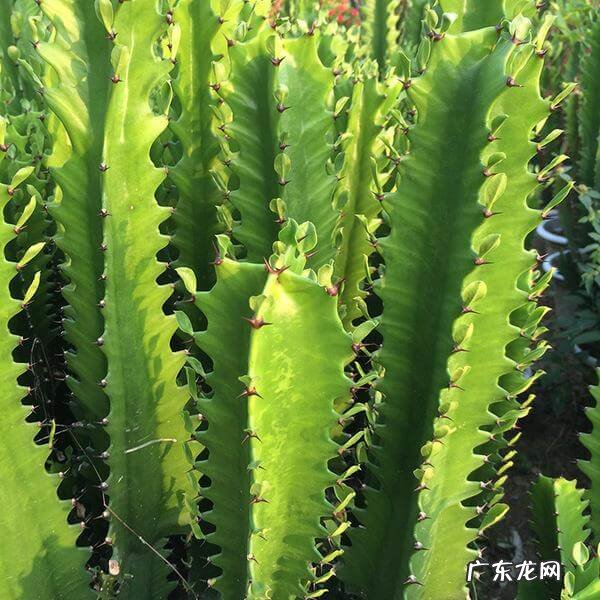 室内养花的风水讲究 适合室内种植的风水花有哪些