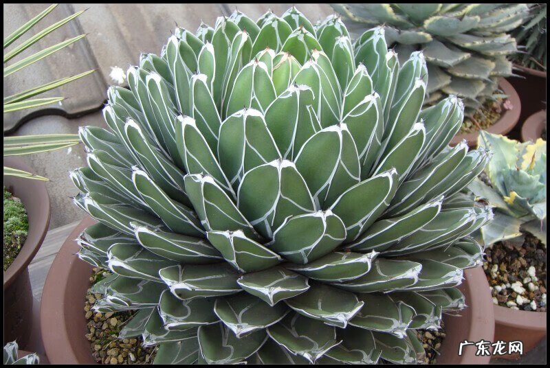 室内养花的风水讲究 适合室内种植的风水花有哪些