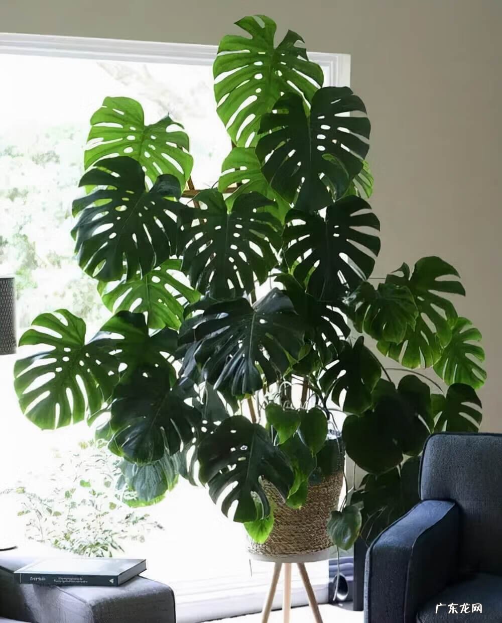 室内养花的风水讲究 适合室内种植的风水花有哪些