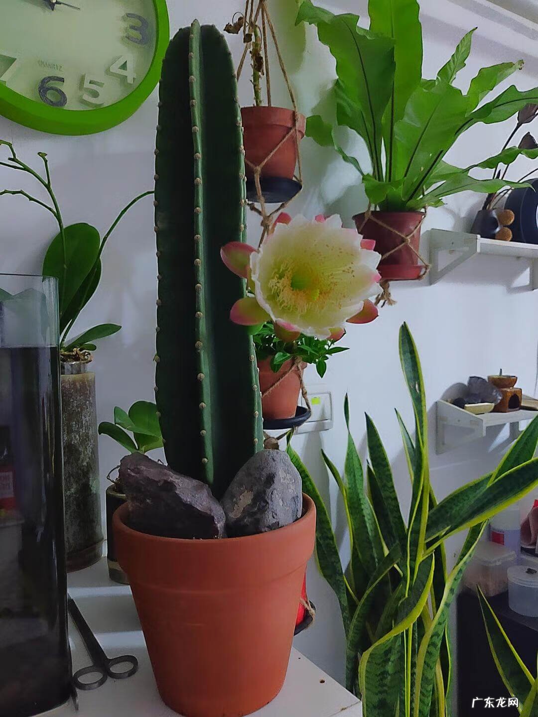 室内养花的风水讲究 适合室内种植的风水花有哪些