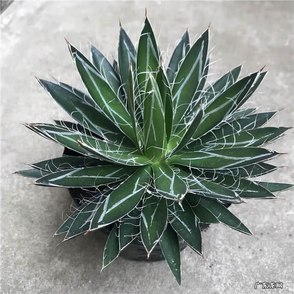 室内养花的风水讲究 适合室内种植的风水花有哪些