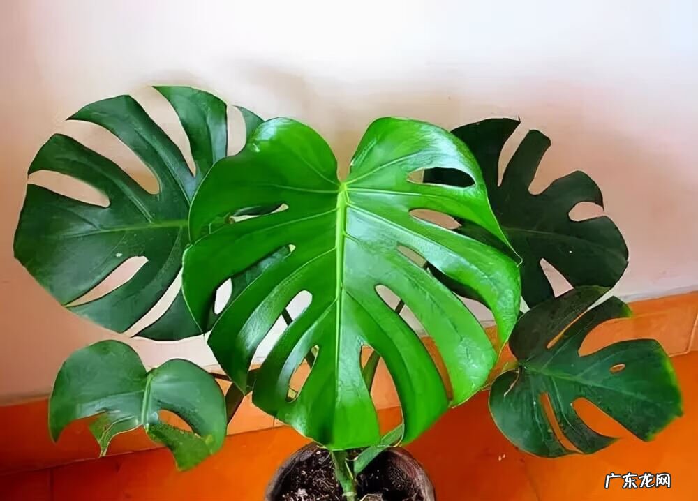 室内养花的风水讲究 适合室内种植的风水花有哪些