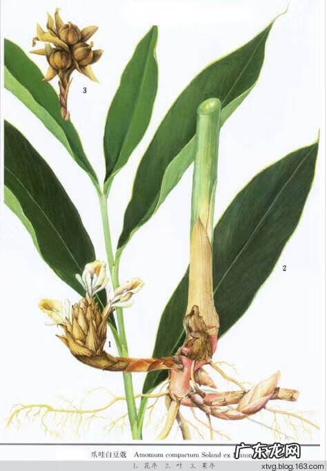 白蔻香料作用 白豆蔻别名