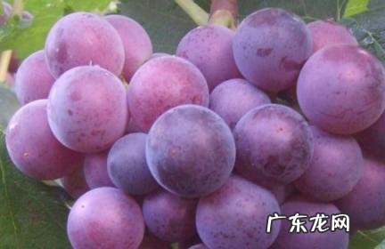 无籽葡萄为什么不能吃 无籽葡萄不能吃吗