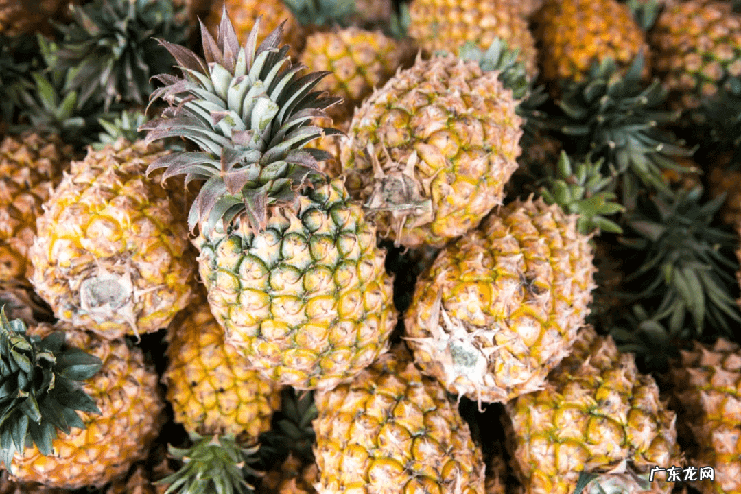 凤梨和菠萝有什么不一样 菠萝与凤梨区别