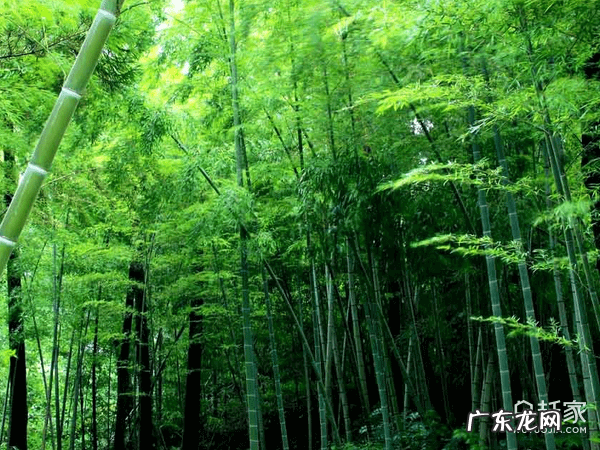 历史风水传说 竹林在风水学中的意义?