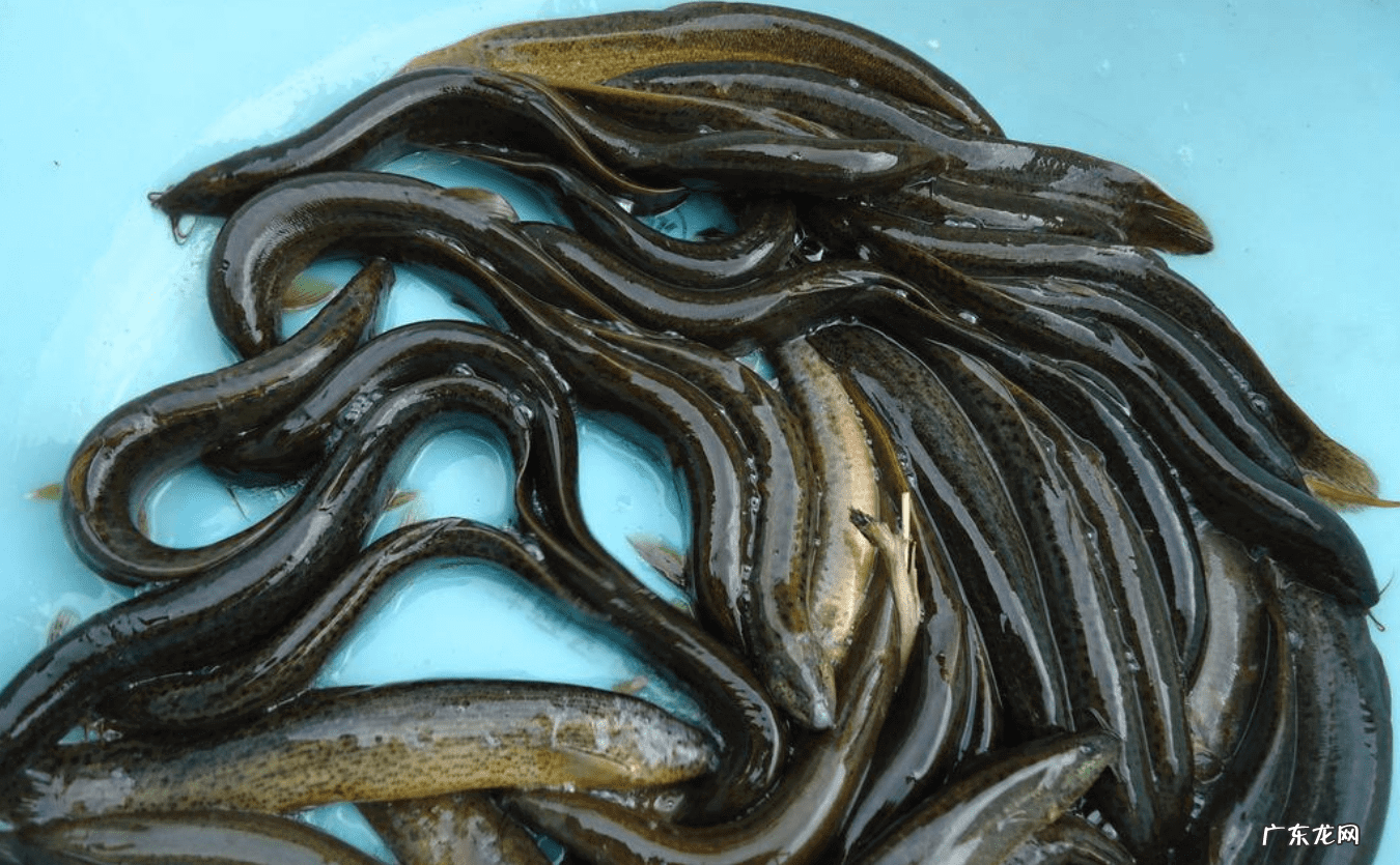 泥鳅的处理方法与吃法 泥鳅的做法大全家常做法