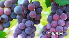 如何判断葡萄是否新鲜 如何判断葡萄是否新鲜果实